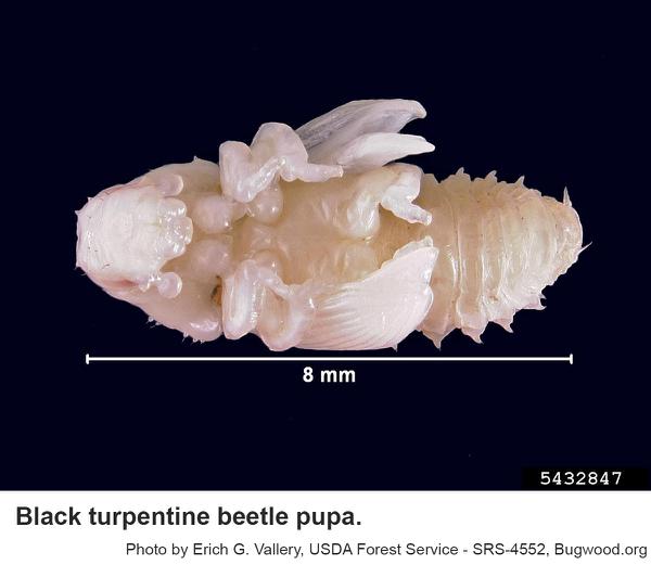 Black turpentine beetle pupa